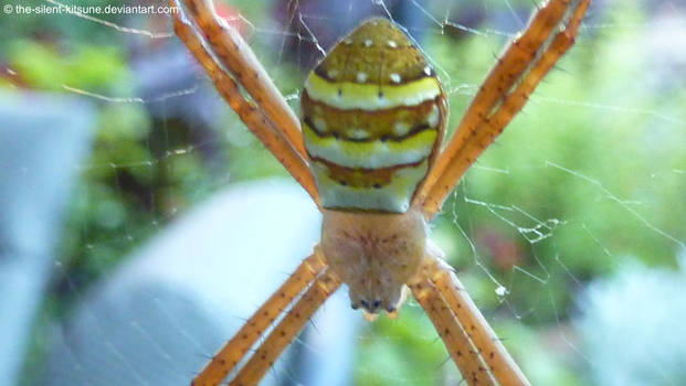 St Andrews Cross Spider