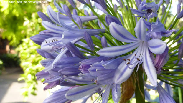 Agapanthus