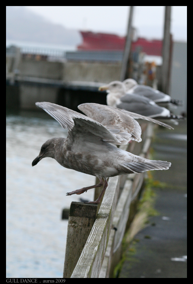 Gull Dance