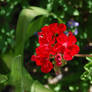 red buch of small flowers