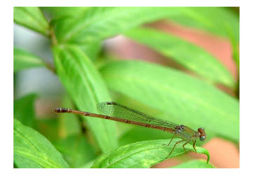 Dragonfly 05