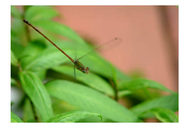 Dragonfly 06