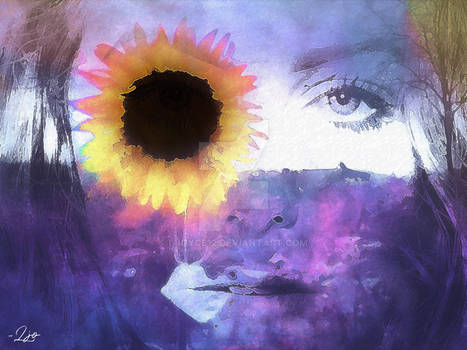 Sunflower Dreams