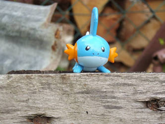 Mudkip-On a rock!