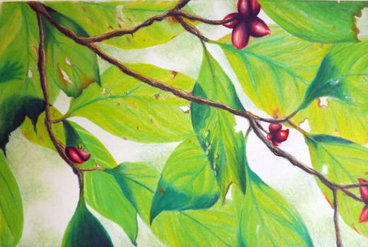 Leaves - colored pencil