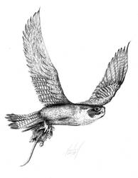 Falcon with Rat