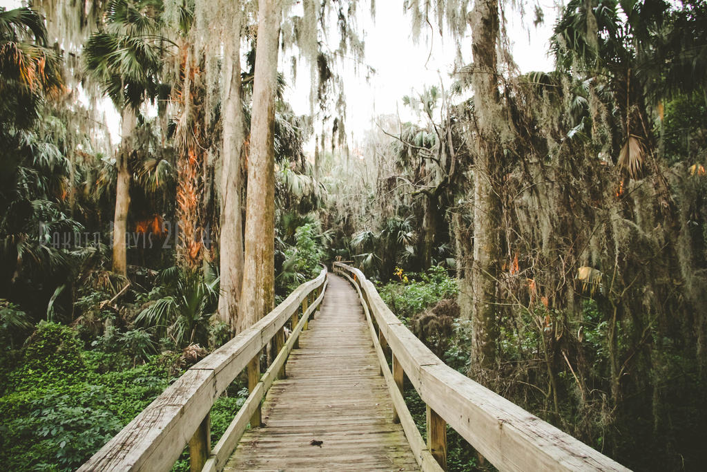 Palm Island Boardwalk