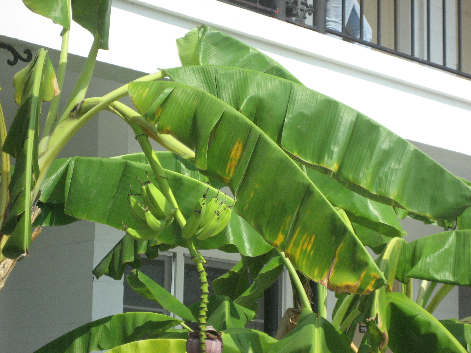 Banana Tree