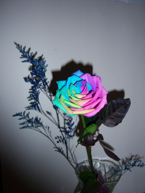 Rainbow Rose