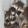 Raccoon Siblings