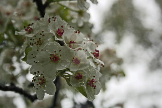 Crab Apple Blossoms