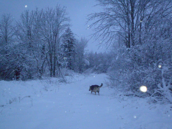 Down the Snowy Woods