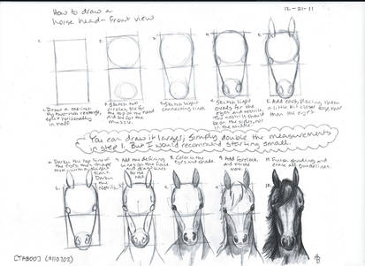 How to Draw a Horse Head--Front View