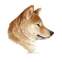 Shiba inu