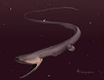 Gulper Eel by Alithographica