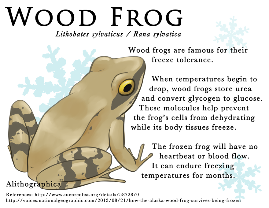 Freezing Freg The Freezing Frog by Alithographica on DeviantArt