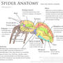 Science Fact Friday: Spider Anatomy