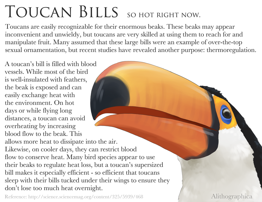 Science Fact Friday: Toucan Thermoregulation