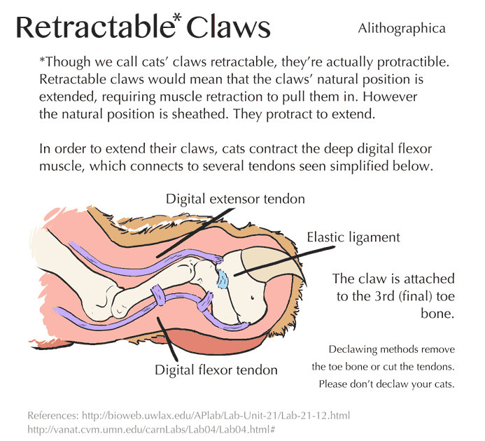 Rectractable Claws Science Fact Friday: Retractable Claws by Alithographica on DeviantArt