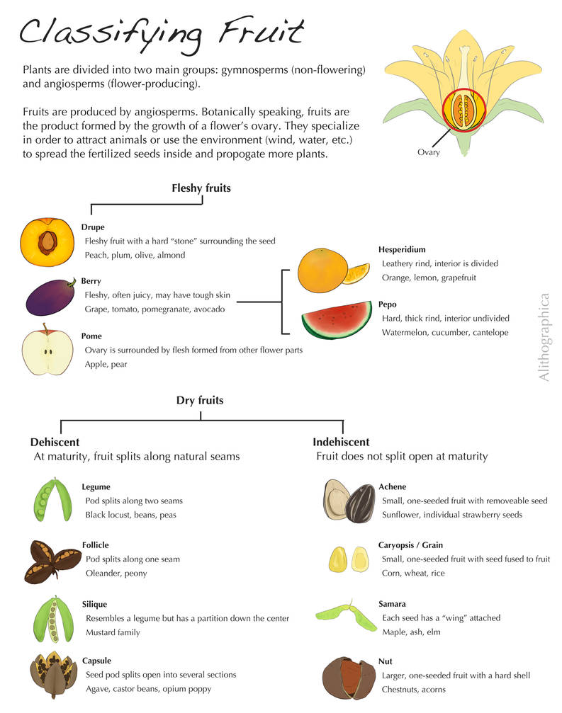 Berry Classification Chart Science Fact Friday: Fruit Classification by Alithographica on DeviantArt