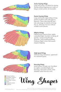 Science Fact Friday: Wing Shapes by Alithographica