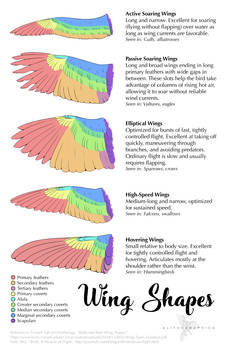 Science Fact Friday: Wing Shapes