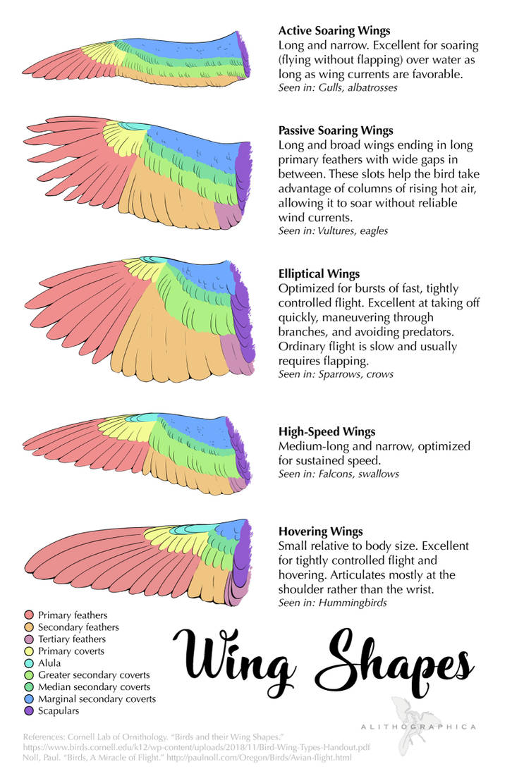 Science Fact Friday: Wing Shapes by Alithographica on DeviantArt