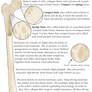Science Fact Friday: Bone Density