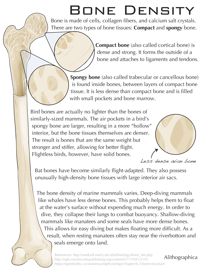Science Fact Friday: Bone Density by Alithographica on DeviantArt Biology Diagrams