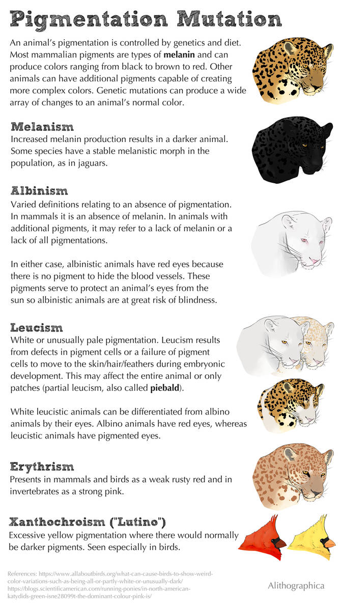 Science Fact Friday: Pigmentation Mutation by Alithographica on DeviantArt