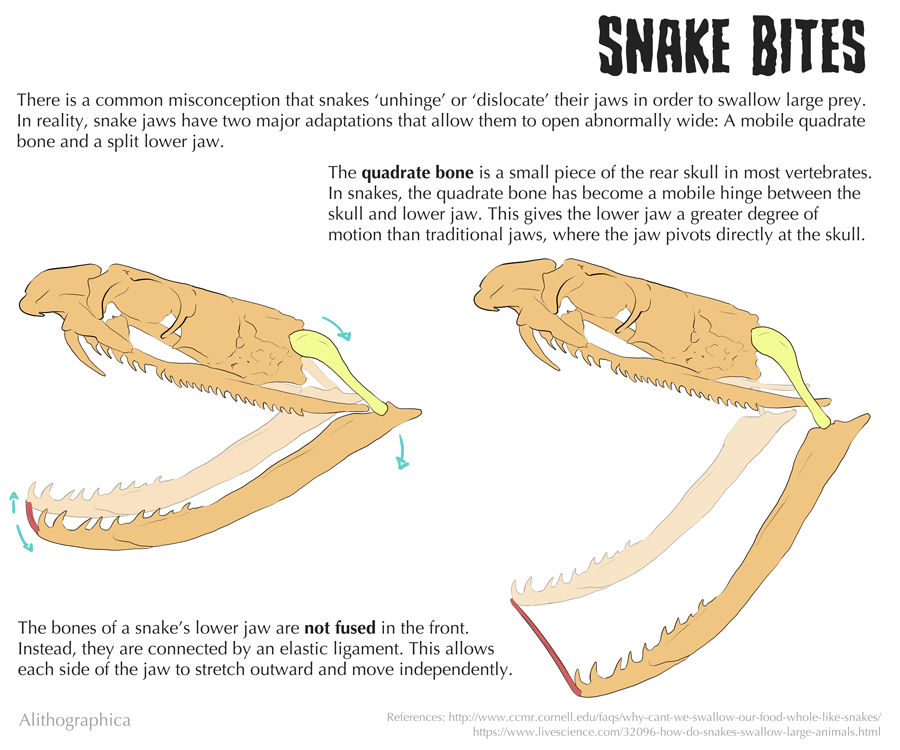 Python's Jaws Images Science Fact Friday: Snake Jaws by Alithographica on DeviantArt