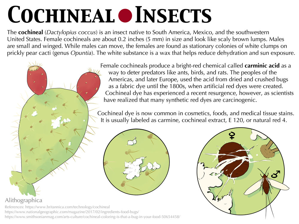 Whole Cochineal Insects - Botanical Colors