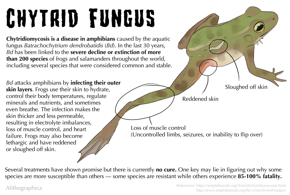 Science Fact Friday: Chytrid Fungus in Amphibians by Alithographica on ...