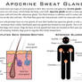 Science Fact Friday: Apocrine Sweat Glands