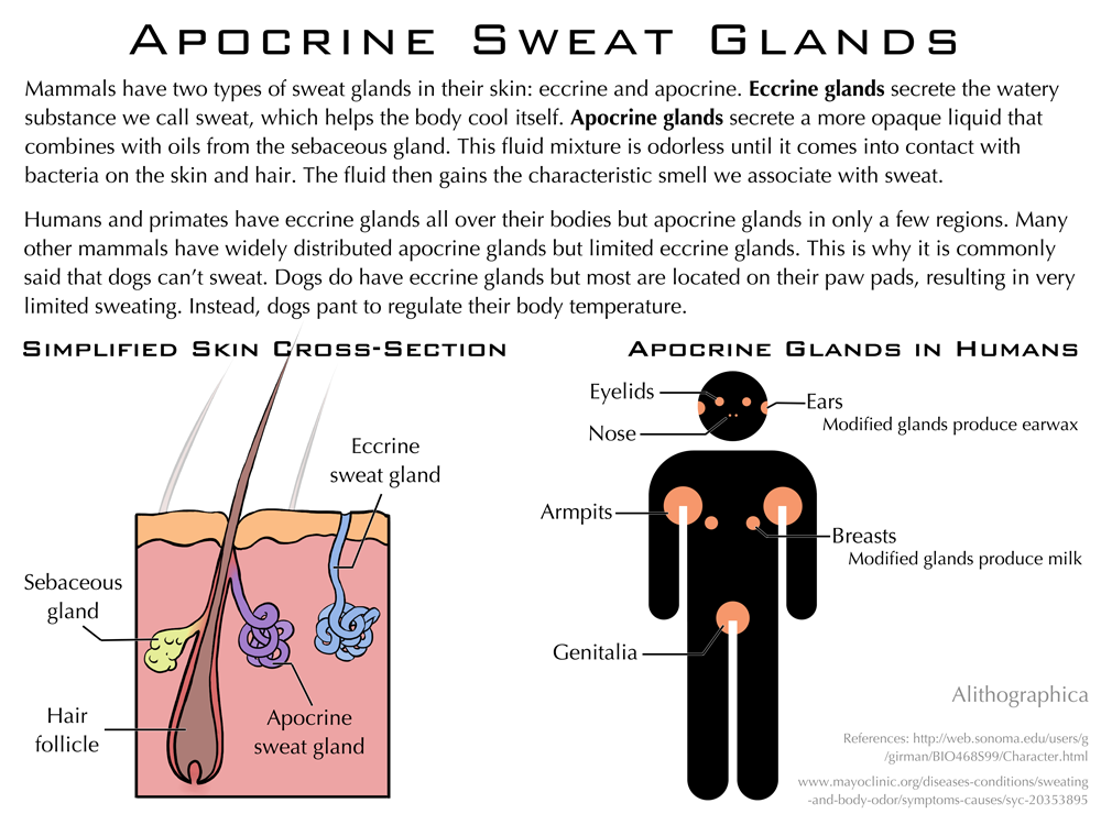 Science Fact Friday: Apocrine Sweat Glands by Alithographica on DeviantArt Biology Diagrams