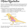 Science Fact Friday: Bird Respiration