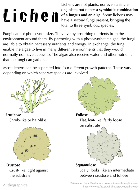 Science Fact Friday: Lichen