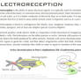 Science Fact Friday: Electroreception