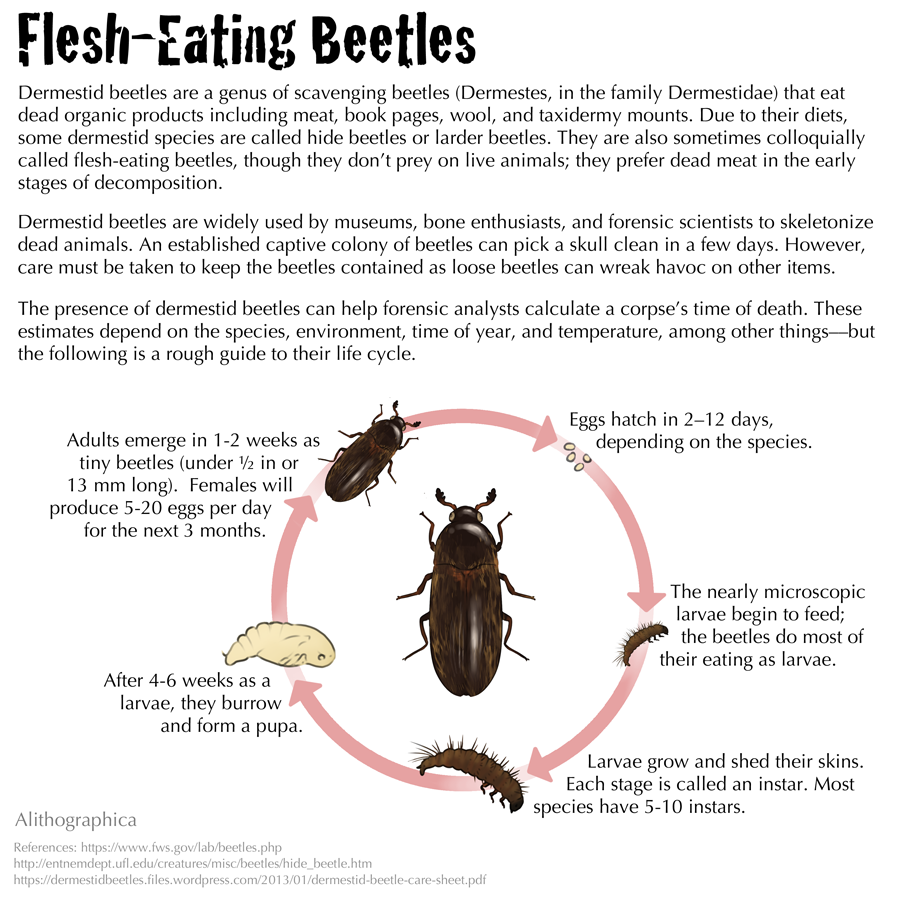 Beetles that online eat flesh