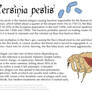 Science Fact Friday: Yersinia pestis