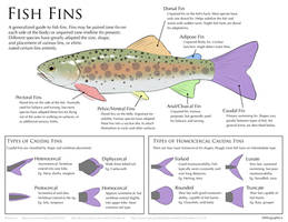 Science Fact Friday: Fish Fins