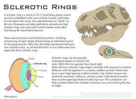 Science Fact Friday: Sclerotic Rings