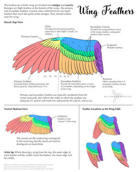 Science Fact Friday: Wing Feathers