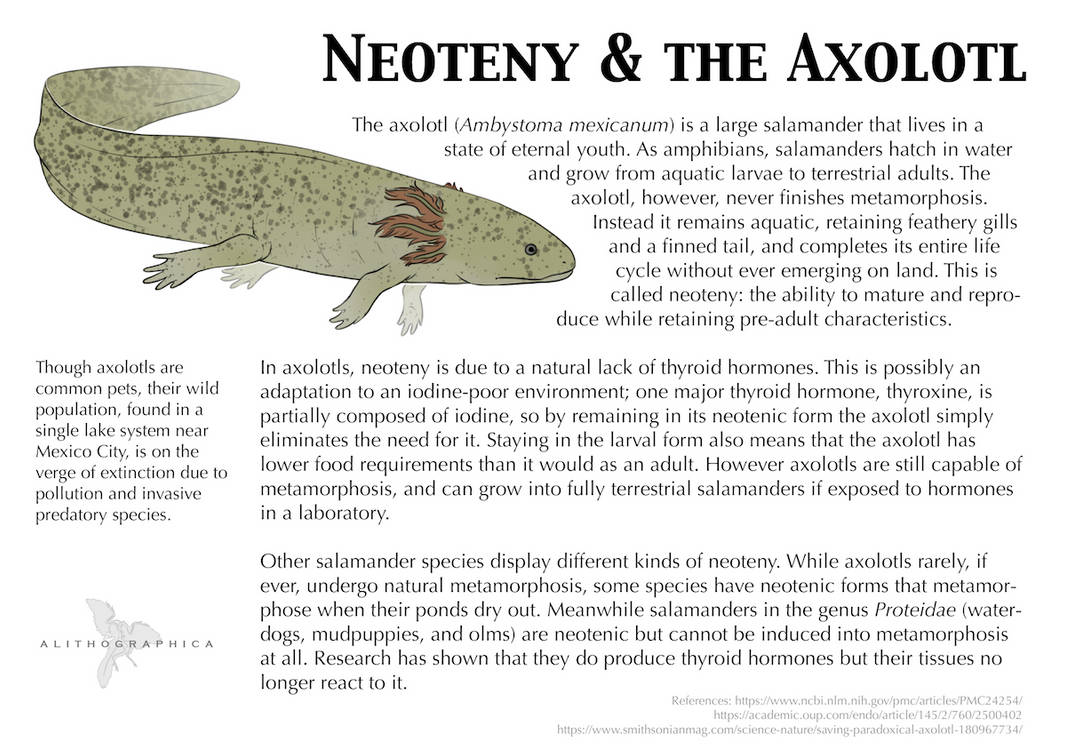 Science Fact Friday: Neoteny in the Axolotl by Alithographica on DeviantArt