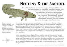 Science Fact Friday: Neoteny in the Axolotl