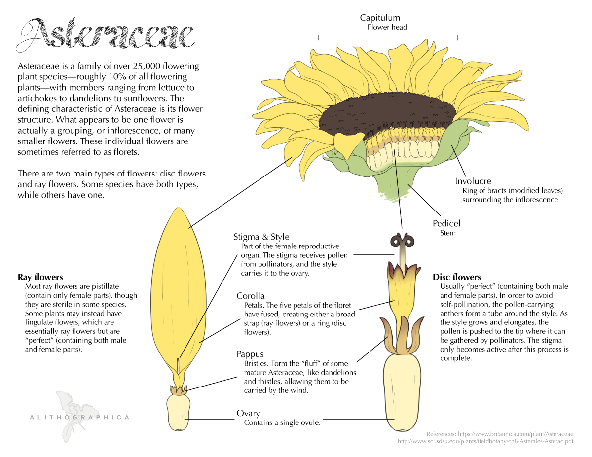 Sunflower Structure And Functions