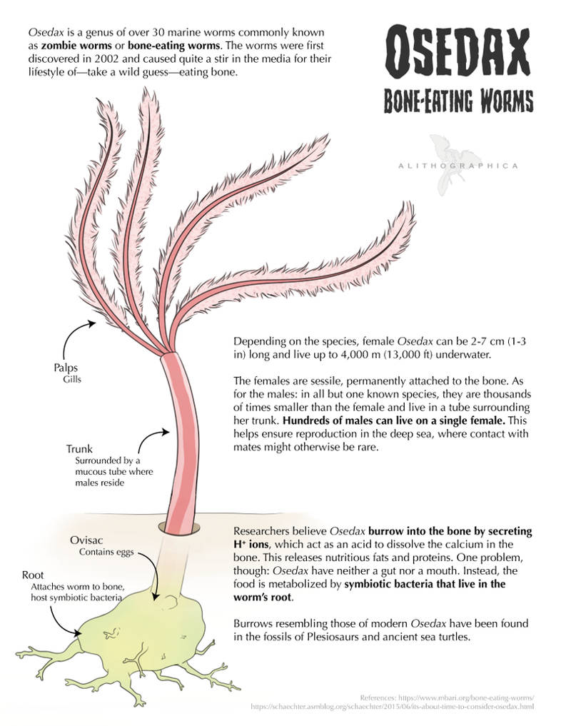 Science Fact Friday Osedax by Alithographica on DeviantArt