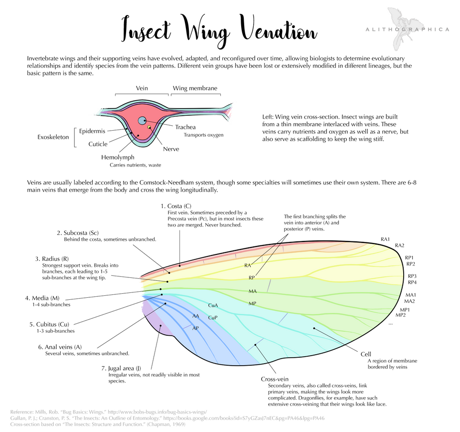 Vation Insect Science Fact Friday: Insect Wing Venation by Alithographica on DeviantArt