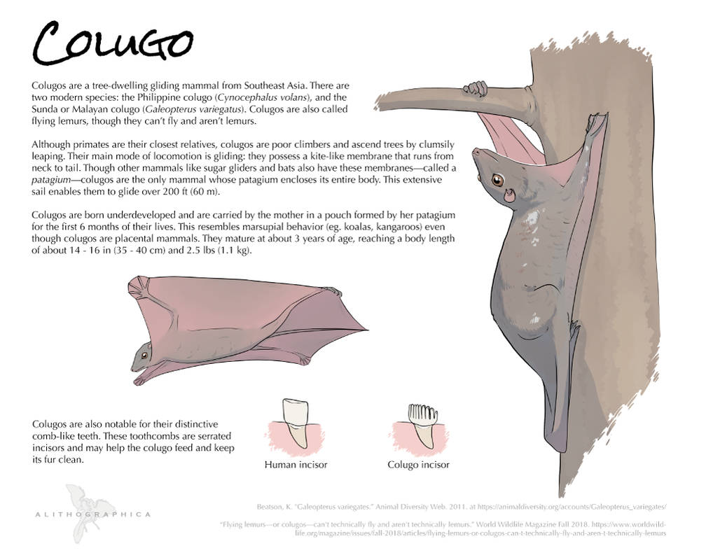 Science Fact Friday: Colugos by Alithographica on DeviantArt