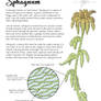 Science Fact Friday: Sphagnum